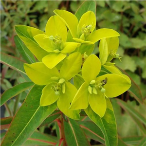Euphorbia Sikkimensis 'Crug Contrast'